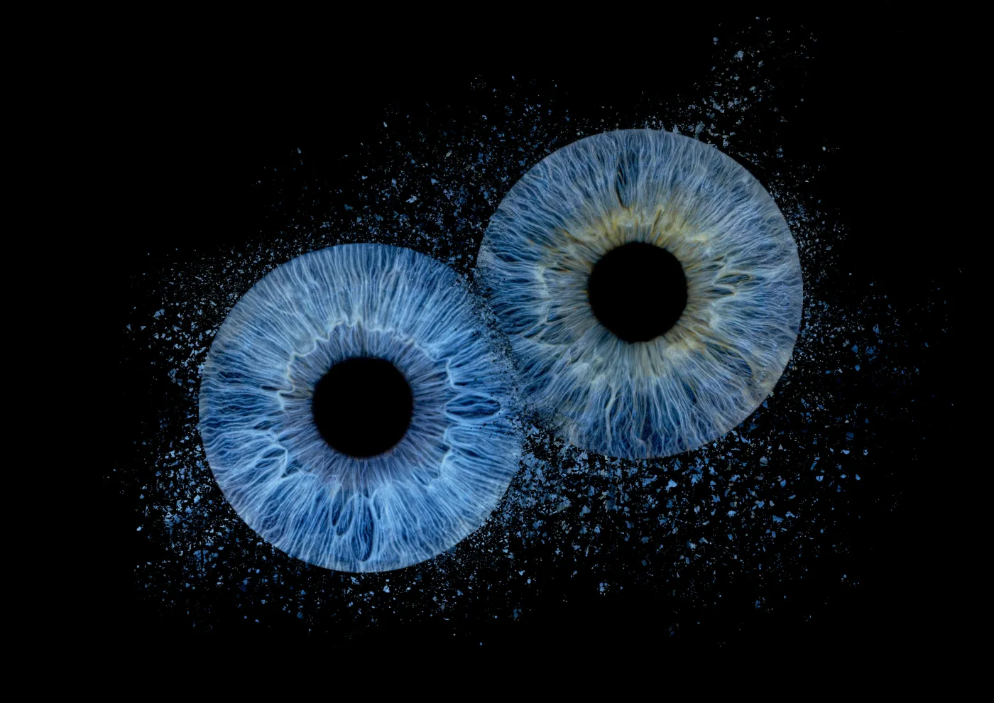 Photo de deux iris par Planet'Iris