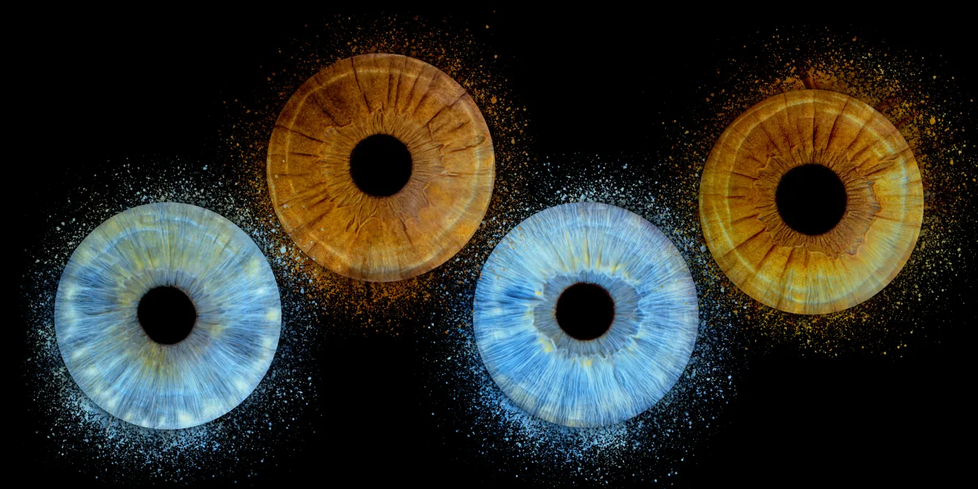 Photo de quatre iris par Planet'Iris