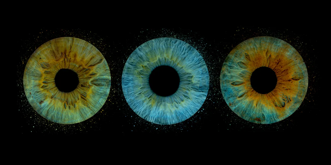 Photo de trois iris par Planet'Iris
